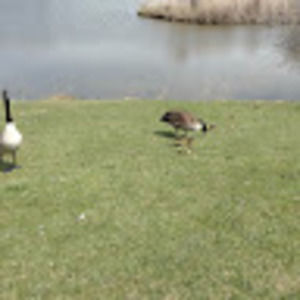 Meet your Posher, Brenda